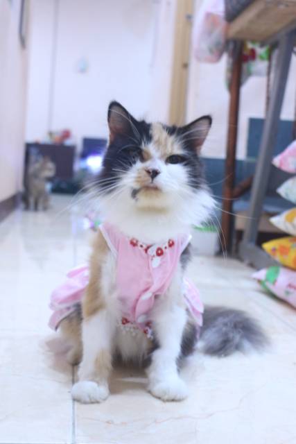 Dress princess pink new 2020 lucu untuk kucing dan anjing / baju kucing murah size S M L XL