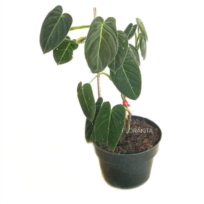 tanaman hias philodendron Melanochrysum - lidah gajah