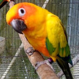 

telur burung sunconure fertil