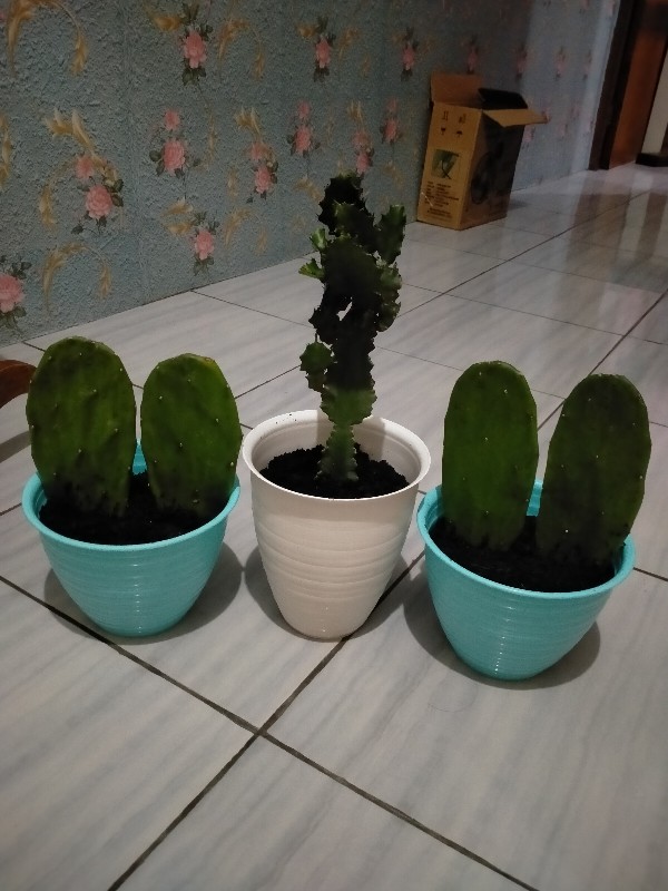 Bibit Lidah Buaya / Aloe Vera