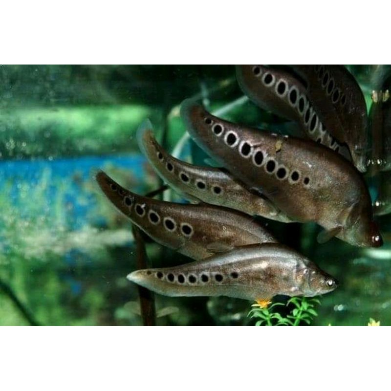 ikan belida bangkok sz 7-8 cm