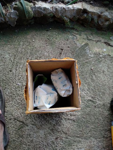 Pot Keranjang Bunga Anggrek Ukuran 13 Cm