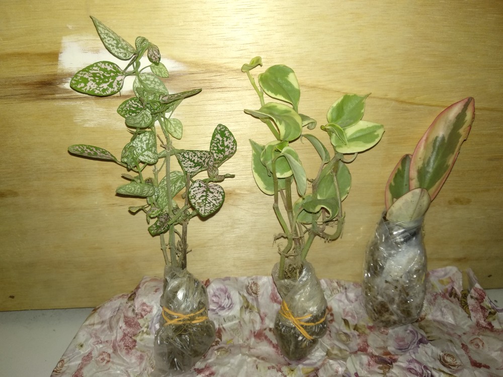Tanaman Peperomia Semangka