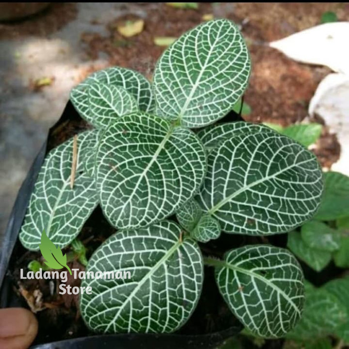 Tanaman Hias Episcia Mutiara - Tanaman Hias Gantung Episcia
