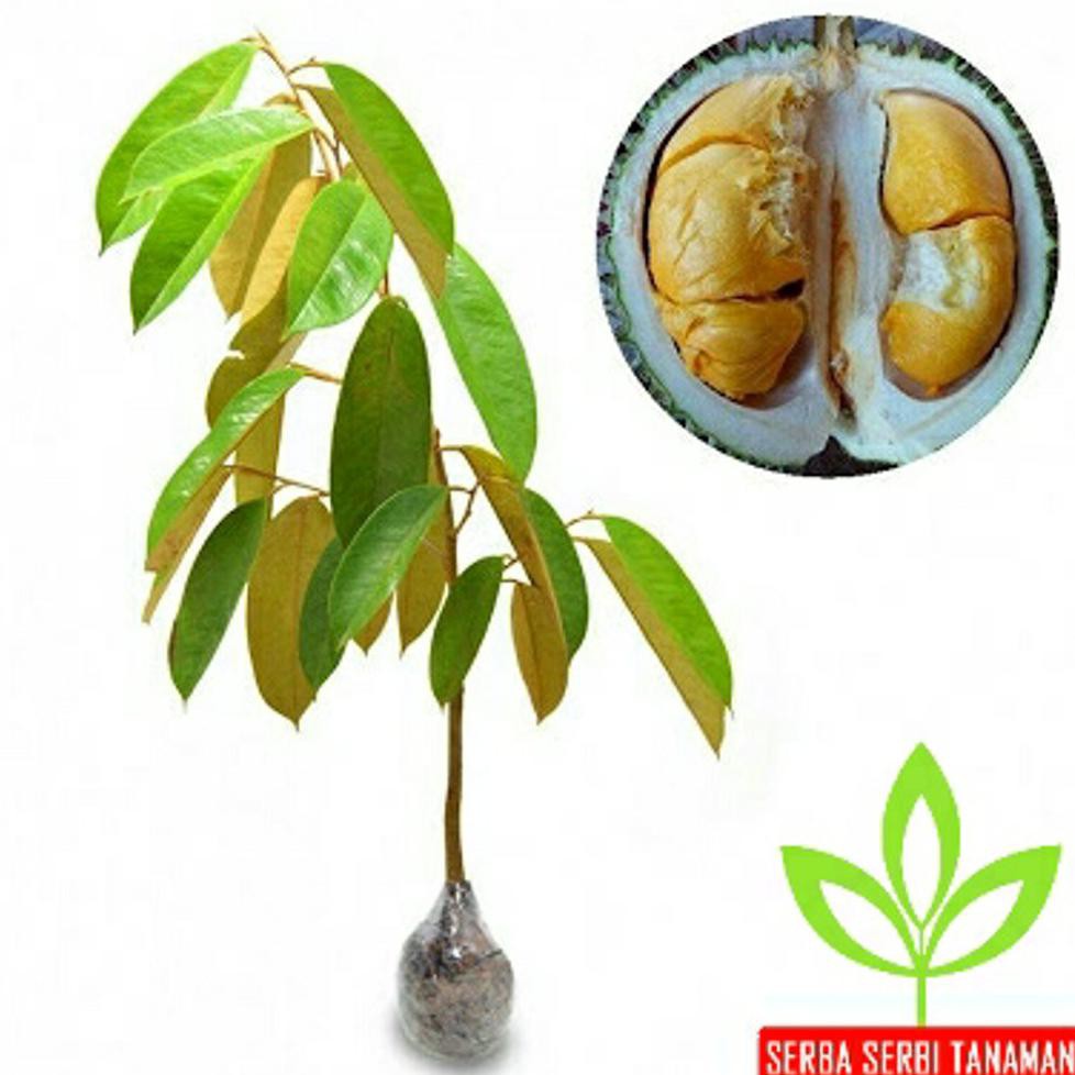 Kw Asli Bibit Durian Duri Hitam #_*