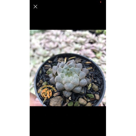 Kaktus Sekulen / Haworthia Cooperi Obtusa