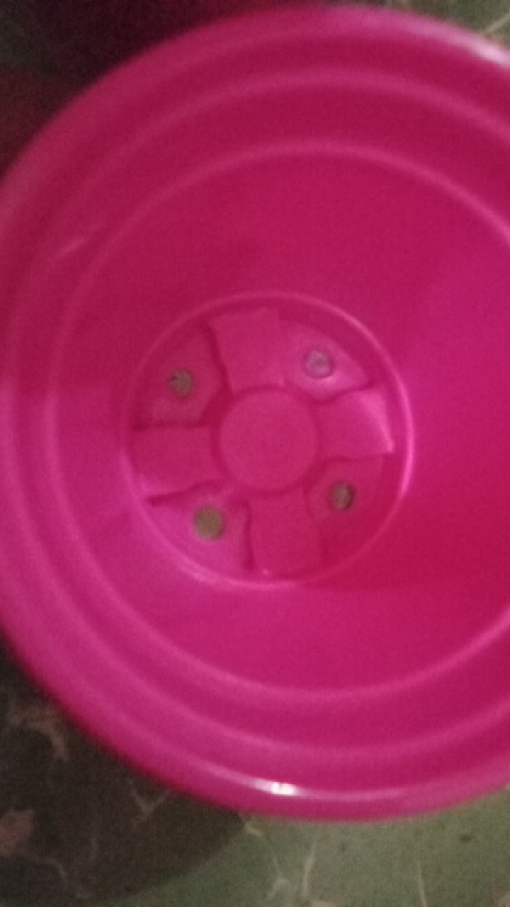 Pot Tanaman-bunga Bibit 9cm 5309-dx (lucky Star)