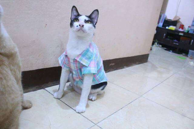 Kemeja kotak-kotak pelangi lucu untuk kucing dan anjing size S M L XL