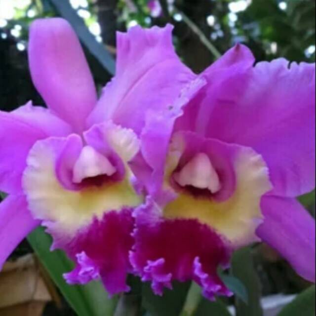 Anggrek cattleya remaja