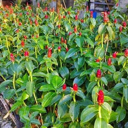 tanaman pacing pentul - bunga merah - pacing pentul .