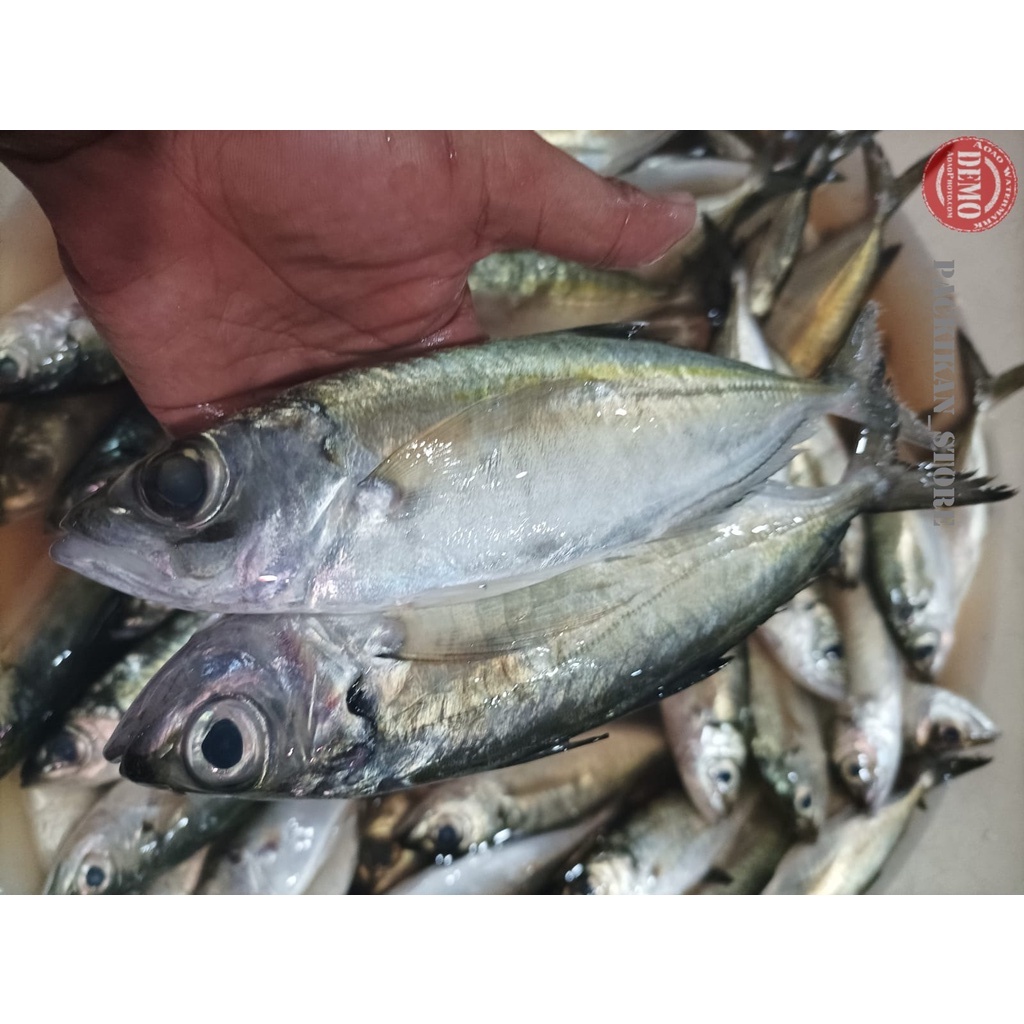 

Ikan Kembung Segar 1Kg Ikan Kembung Segar Bentong
