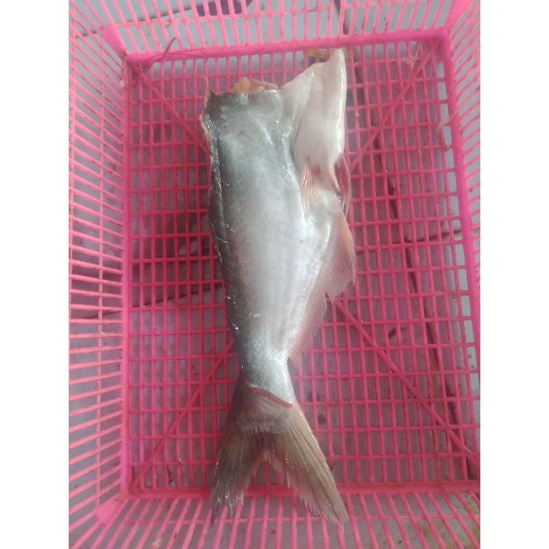 

patin tanpa duri