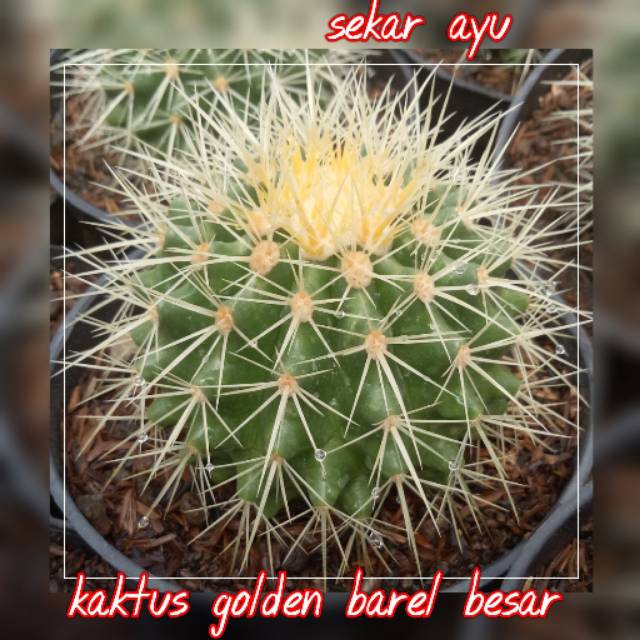 Tanaman Hias Kaktus Golden Barel Besar.