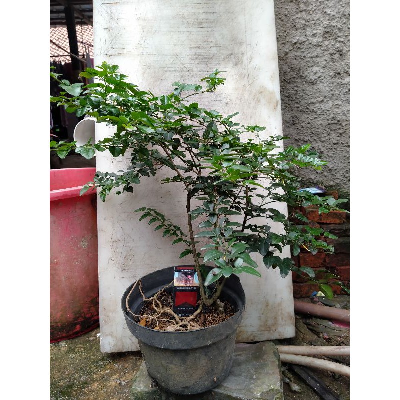 jeruk kingkit bahan bonsai