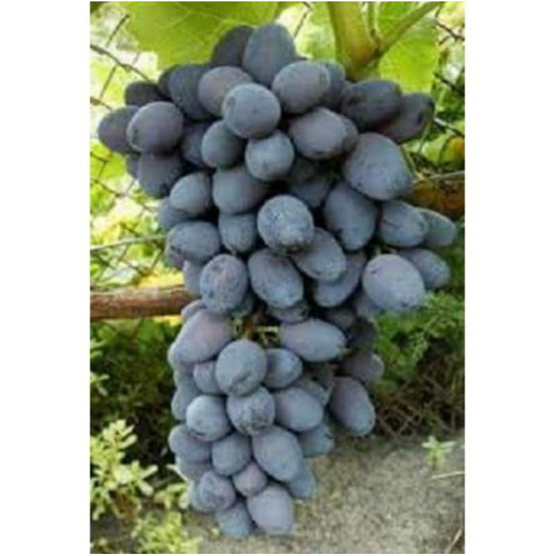 BIBIT ANGGUR IMPORT JUPITER SEDLESS NON BIJI.bisa COD