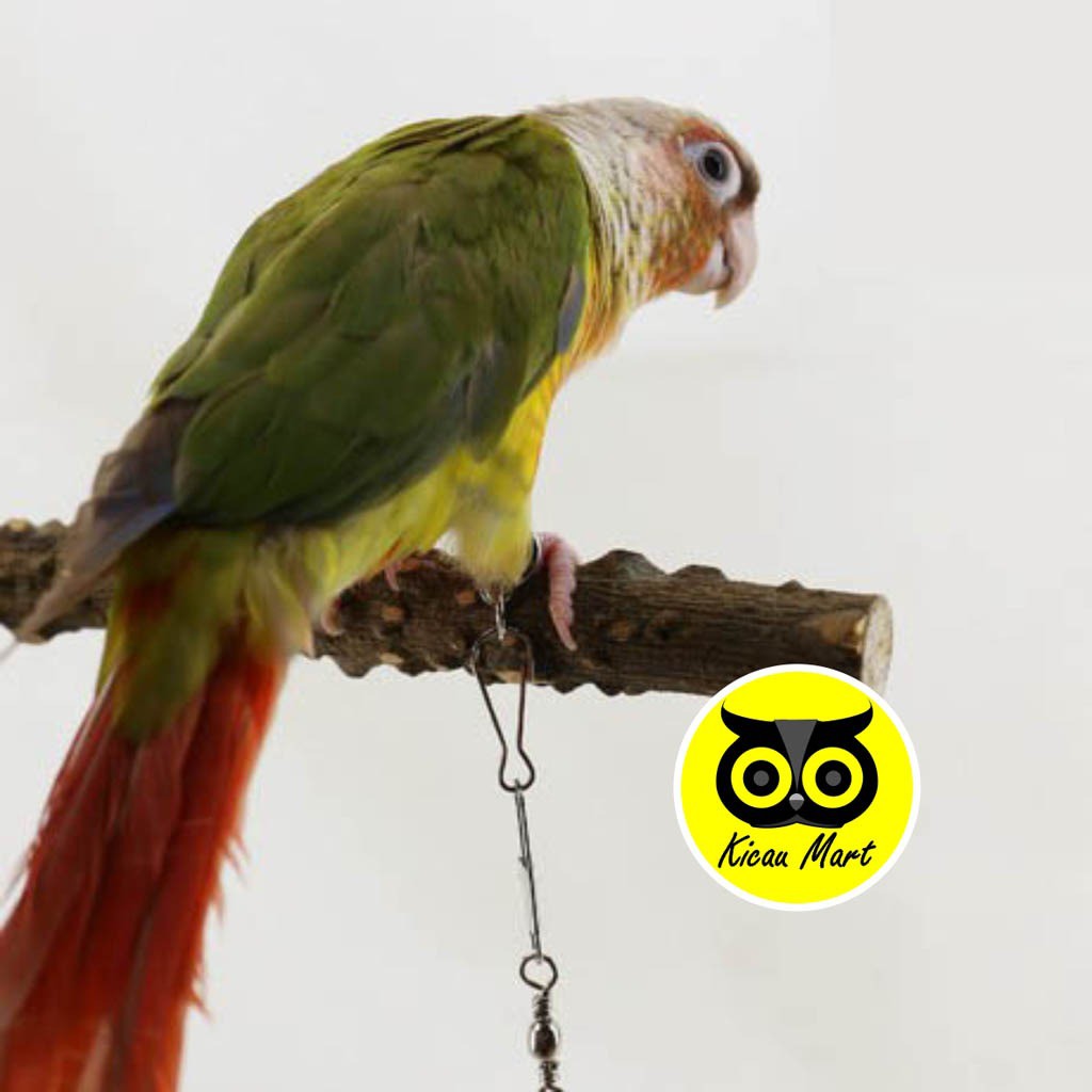 BIRD FLYING ROPE TALI IKAT GELANG KAKI BURUNG LOVEBIRD PARKIT FALK BURUNG KECIL TRAINING SETT TLBPRT