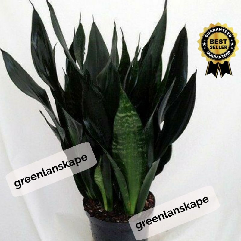 Sansevieria Trifasciata Black Robusta - Sansivera