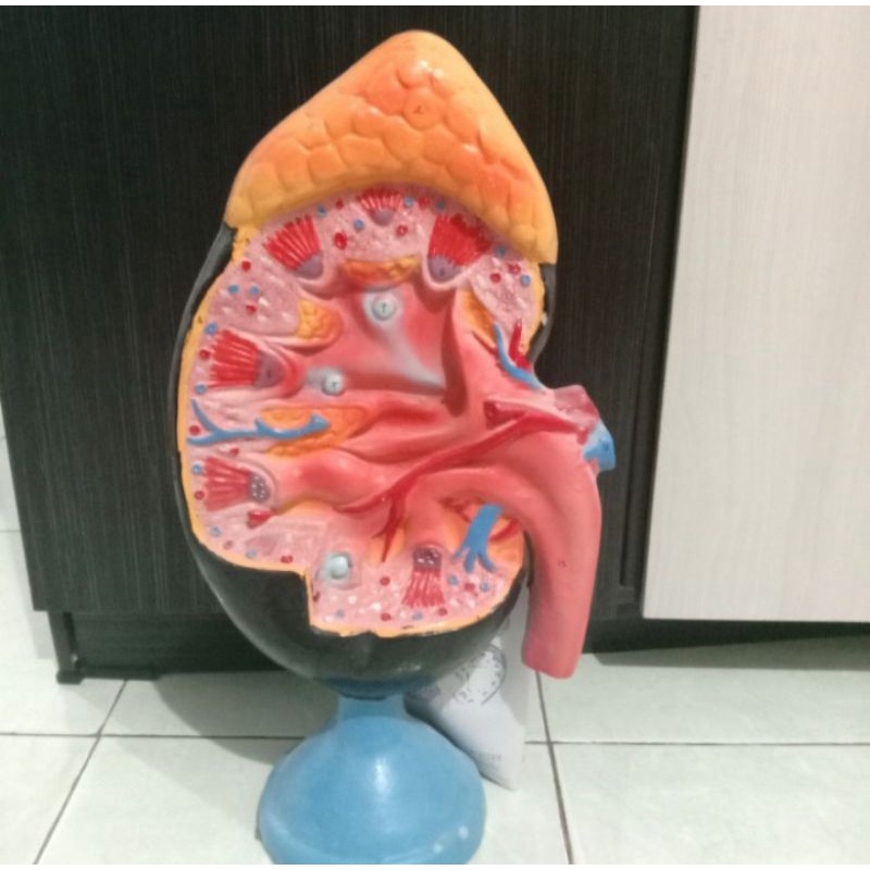 

Torso Model Ginjal ukuran P 27cm L 9cm dan T 40cm