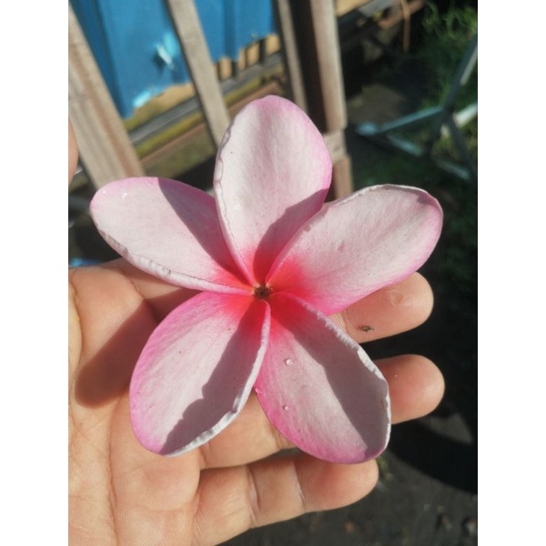 batang stek kamboja bali ungu princess violet plumeria jepun bali