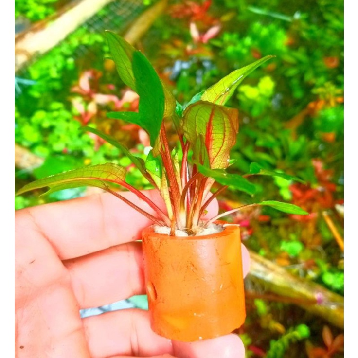 tanaman aquascape low co2