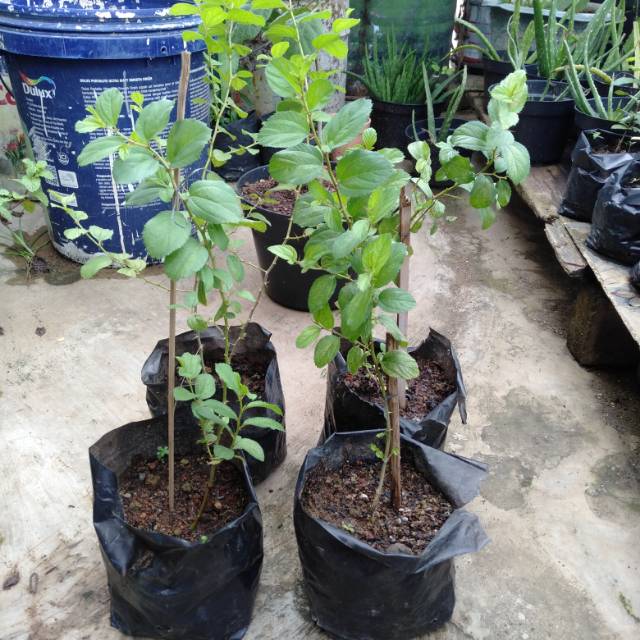 Tanaman bidara arab pohon bidara arab bibit bidara