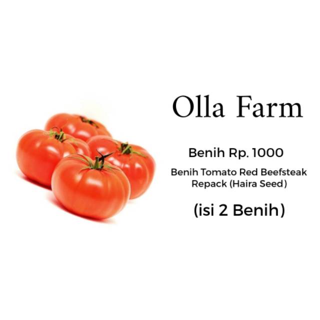Benih Bibit Tomat Beefsteak Seribu