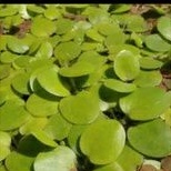 Tanaman air apung bibit frogbit aquarium