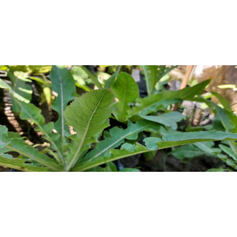 

Daun Tempuyung Kering