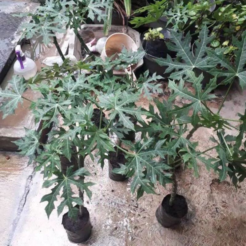 Bibit Pepaya Jepang .