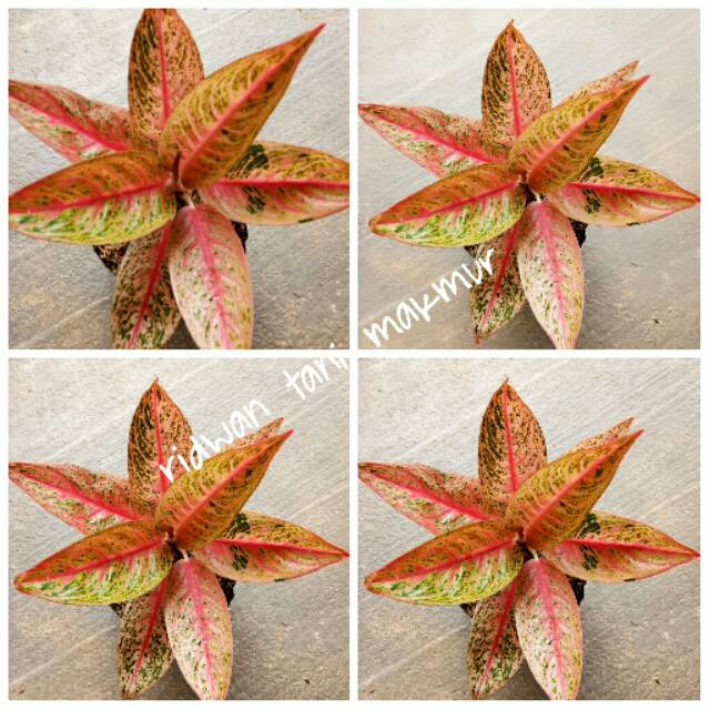 Bunga aglonema red legaci