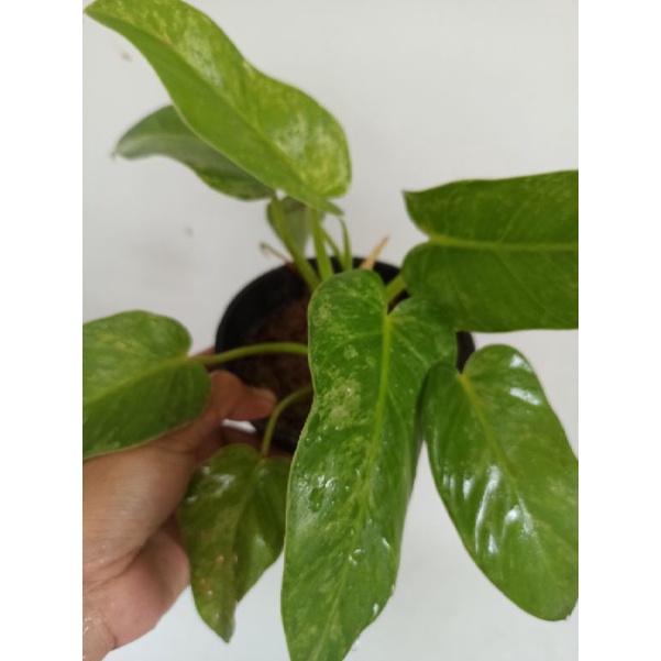 philodendron marble varigata