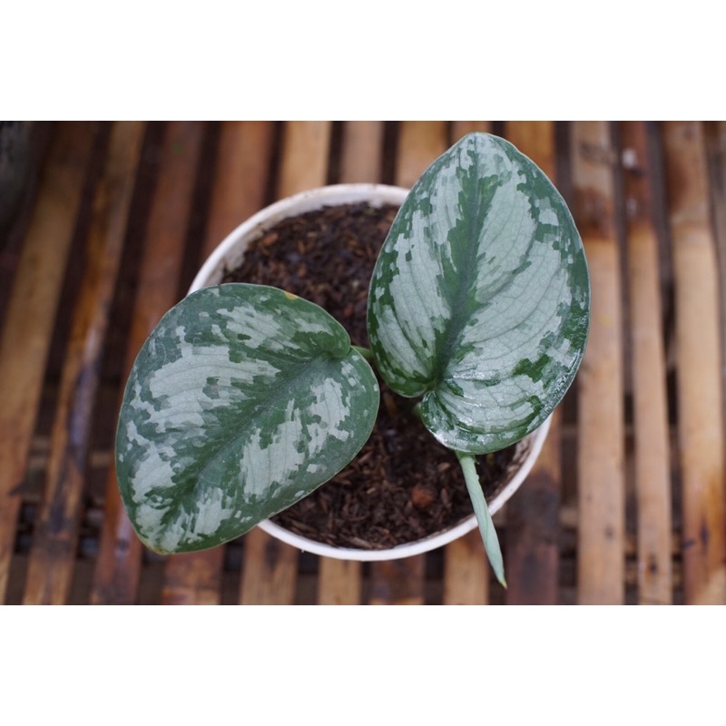 Scindapsus Exotica Tanaman Scindapsus Exotica