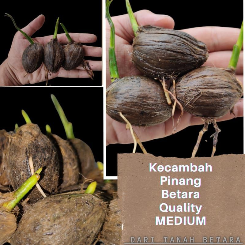 Kecambah Pinang Betara jambi Kwalitas Medium