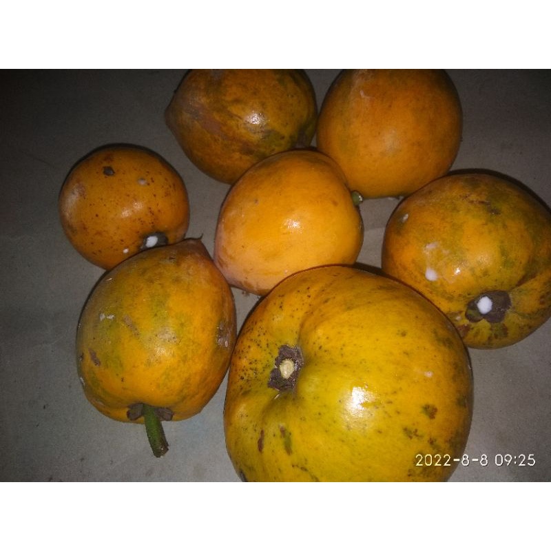 

paket murah Alkesah/ Buah sawo mentega per500 gram