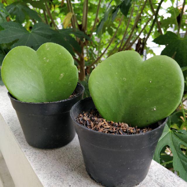 Kaktus Hoya