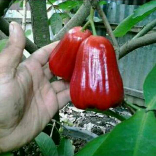 bibit jambu madu merah