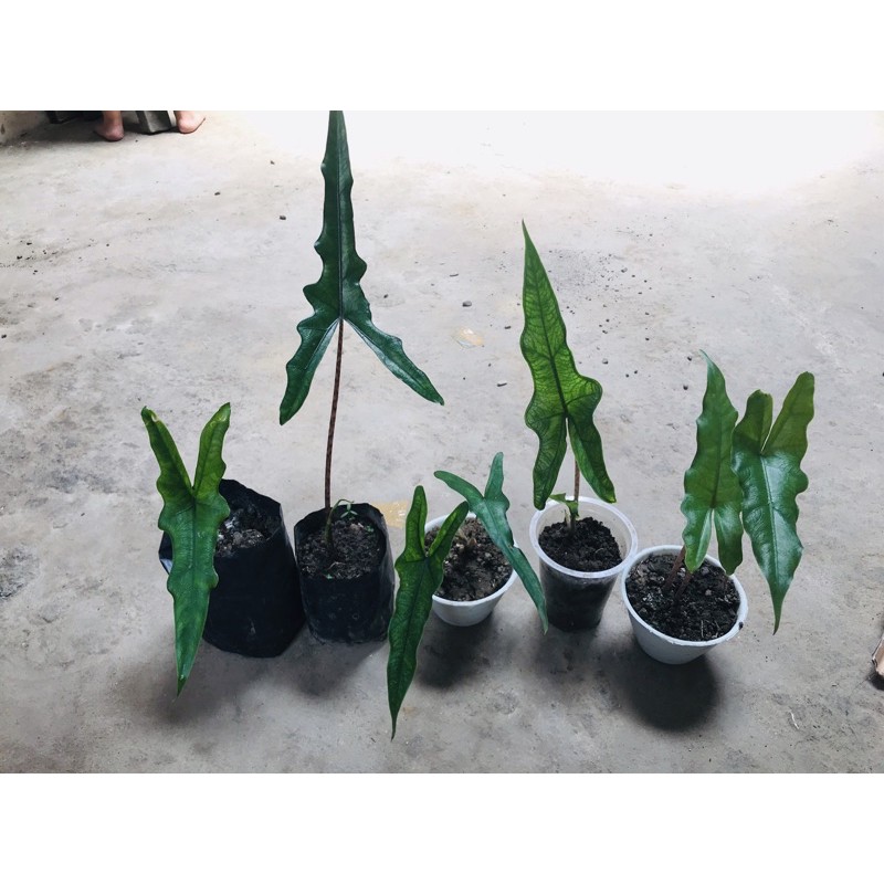 

paket anakan sabrina (5 pc 1 kg)