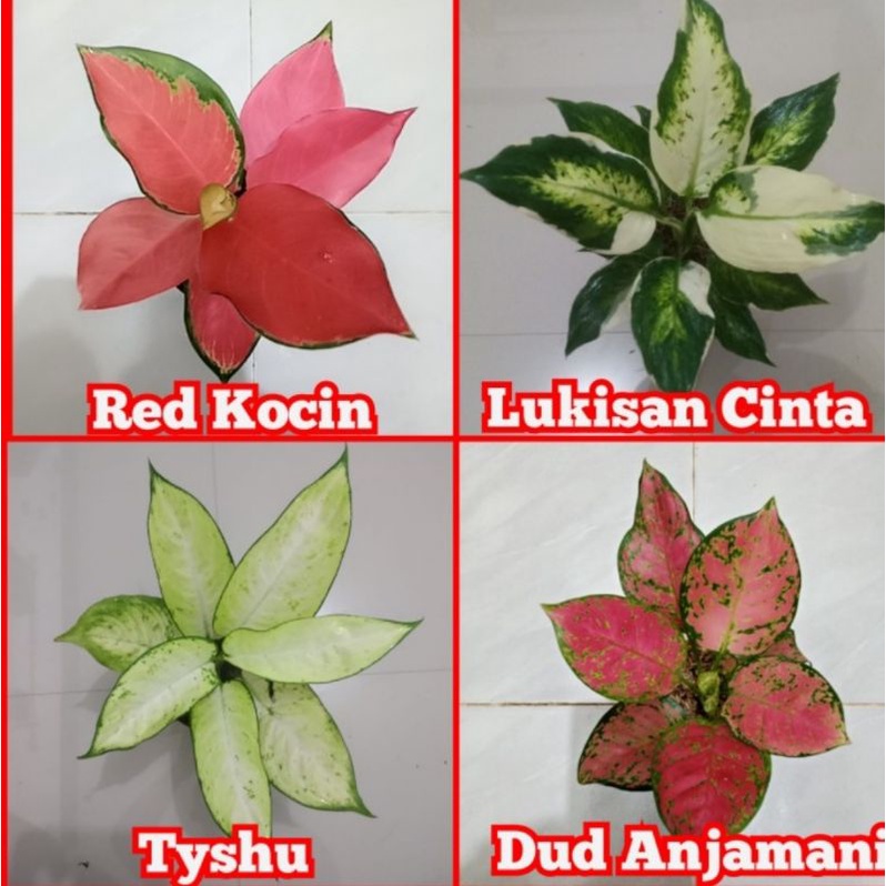 Paket 4 jenis aglonema murah meriah