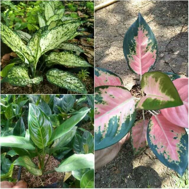 Paket 3 jenis tanaman aglonema ( Aglonema Snow White, rotundum, kocin (HERMAN FLORA)