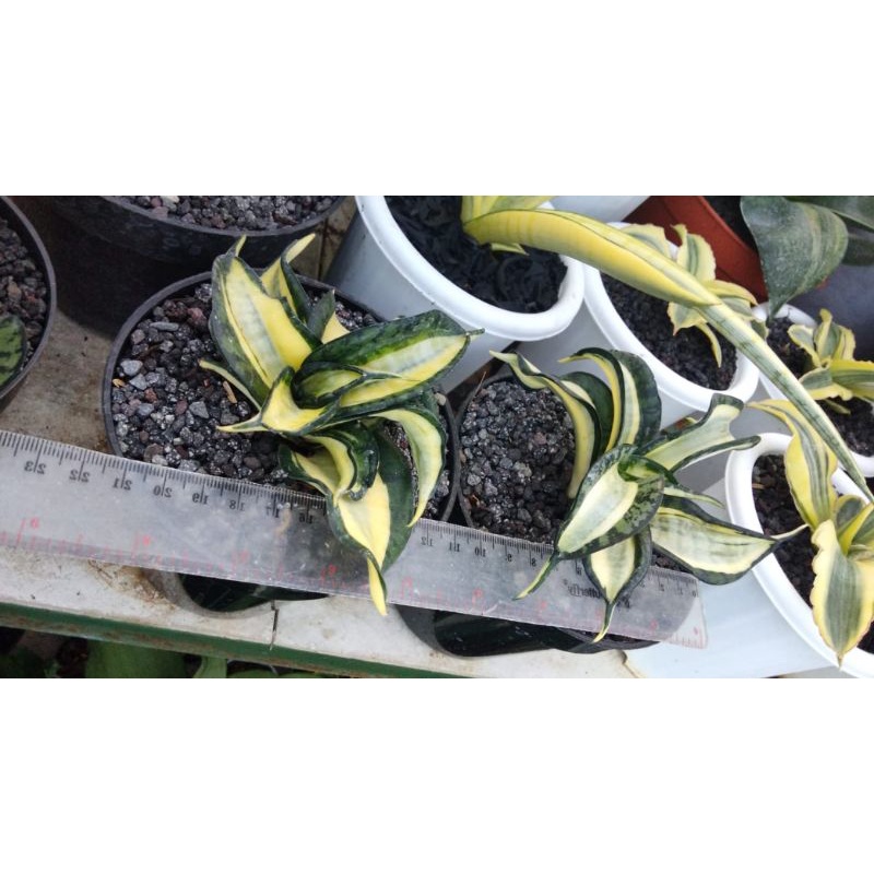 Sansievera Golden Wendys