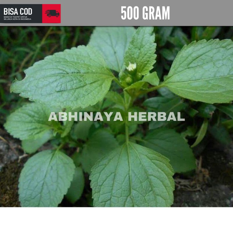 

Daun bandotan fresh / babadotan segar organik 500 gram