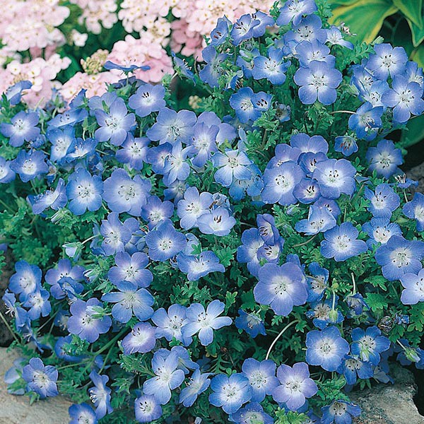 Benih Bibit Biji - Bunga Nemophila Baby Blue Eyes Flower Seeds - IMPORT