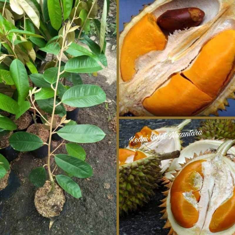 Bibit Durian Tembaga Super