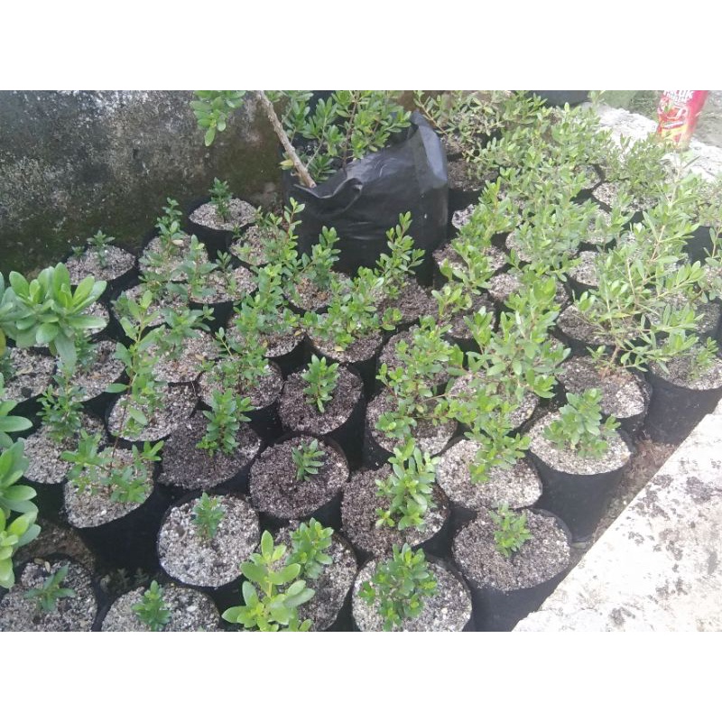 santigi karang dari semai biji