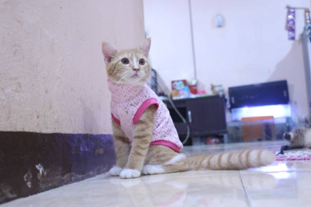 Baju rajut ala korea warna pink untuk kucing dan anjing / baju kucing murah size S M L XL