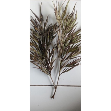 daun kering,hiasan dekorasi, unik