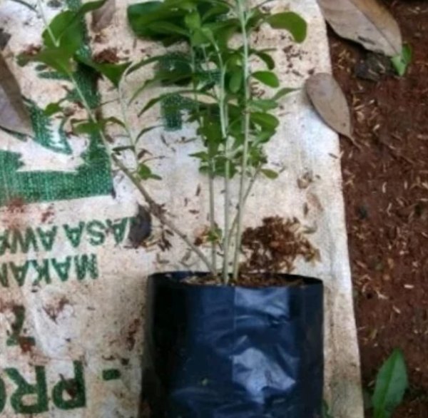 bibit tanaman lee kwan yew-vernonia elliptica-pohon lee kuan yew merambat