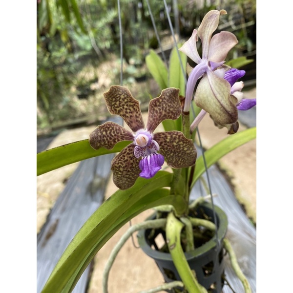 Vanda tessellata Hybrid