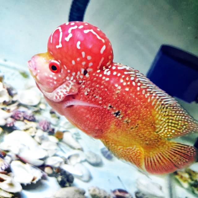 Kamfa f2 super red ori thaialnd 13 cm -+