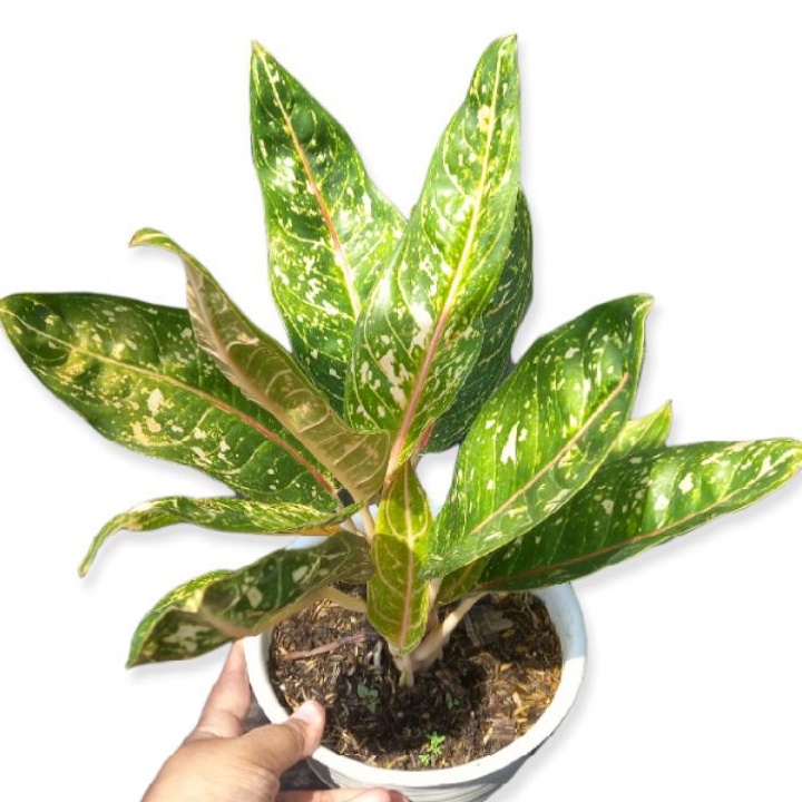 Tanaman aglonema Donacarmen,aglonema bagus,aglonema murah